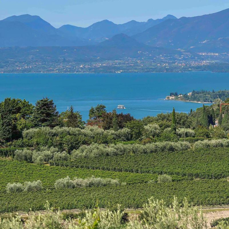 Il vino Bardolino: storia, tradizioni e feste sul Lago di Garda
